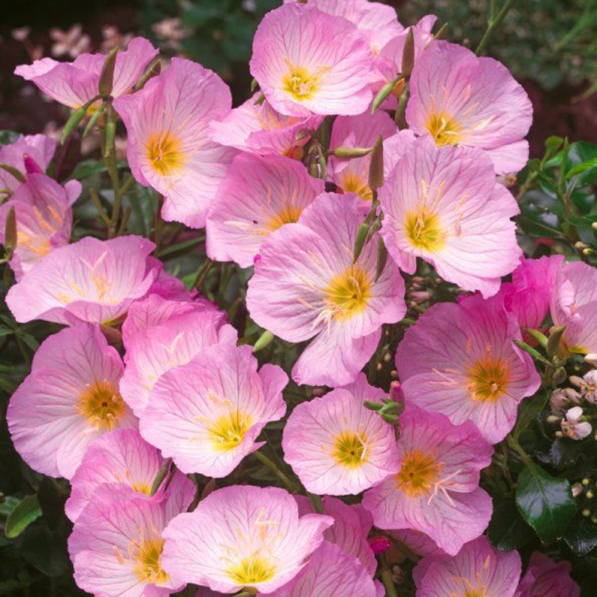 Oenothera Speciosa ‘Siskiyou’ (Evening Primrose) Seeds, 30 seeds