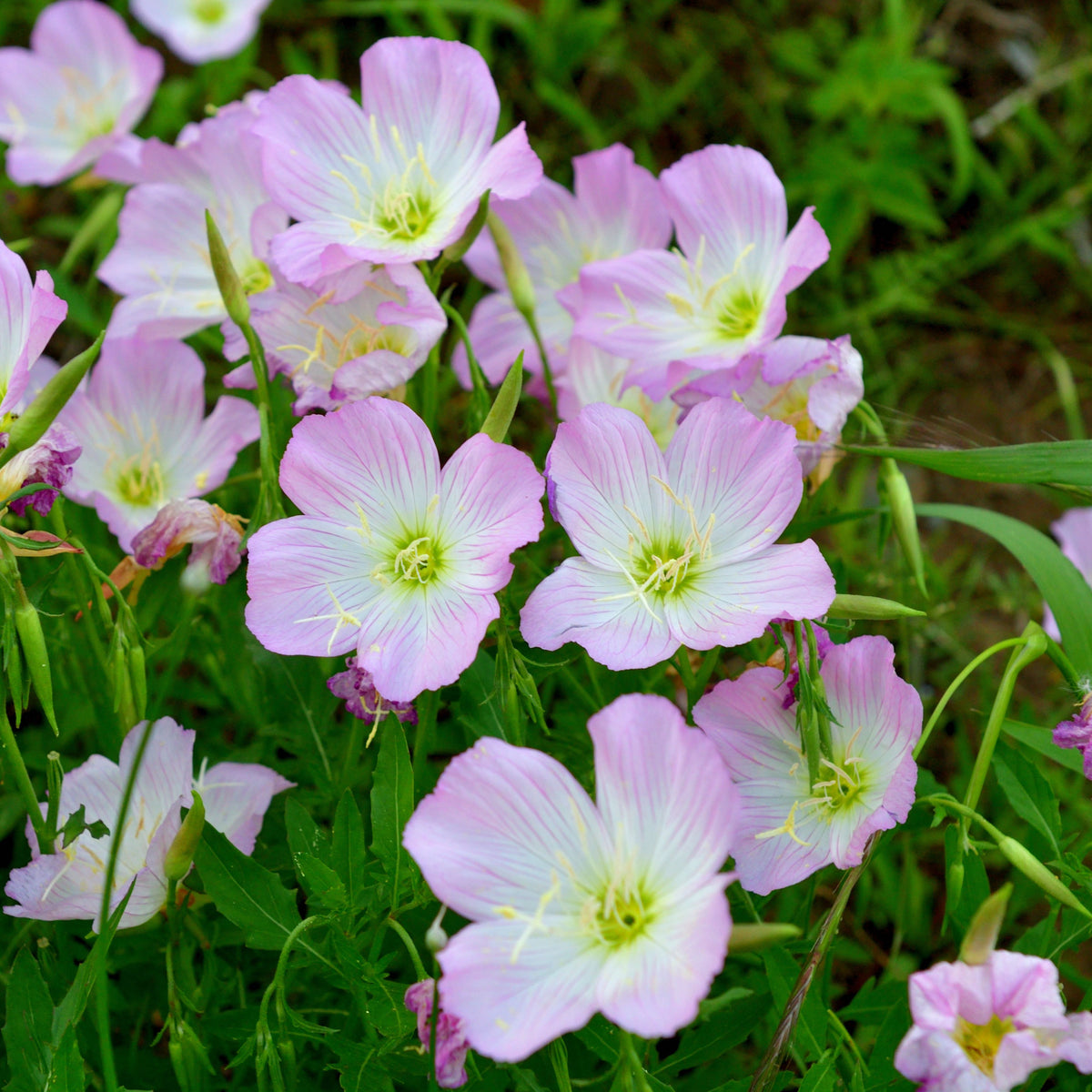 Oenothera Speciosa ‘Siskiyou’ (Evening Primrose) Seeds, 30 seeds