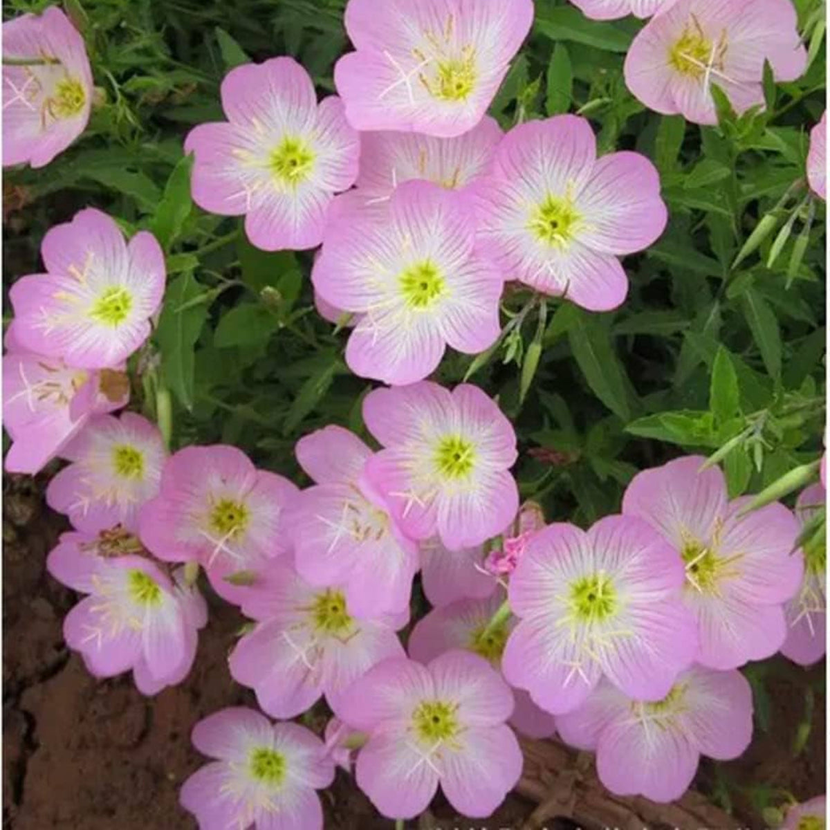 Oenothera Speciosa ‘Siskiyou’ (Evening Primrose) Seeds, 30 seeds