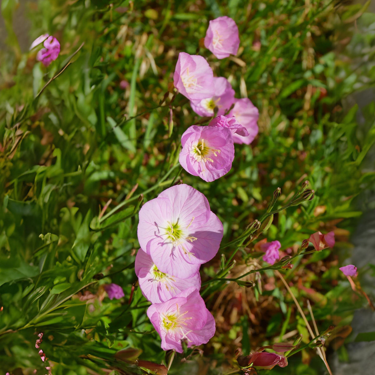 Oenothera Speciosa ‘Siskiyou’ (Evening Primrose) Seeds, 30 seeds