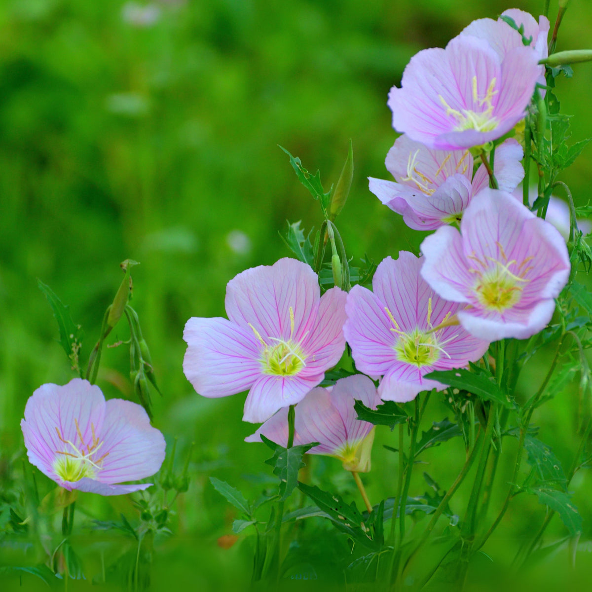 Oenothera Speciosa ‘Siskiyou’ (Evening Primrose) Seeds, 30 seeds