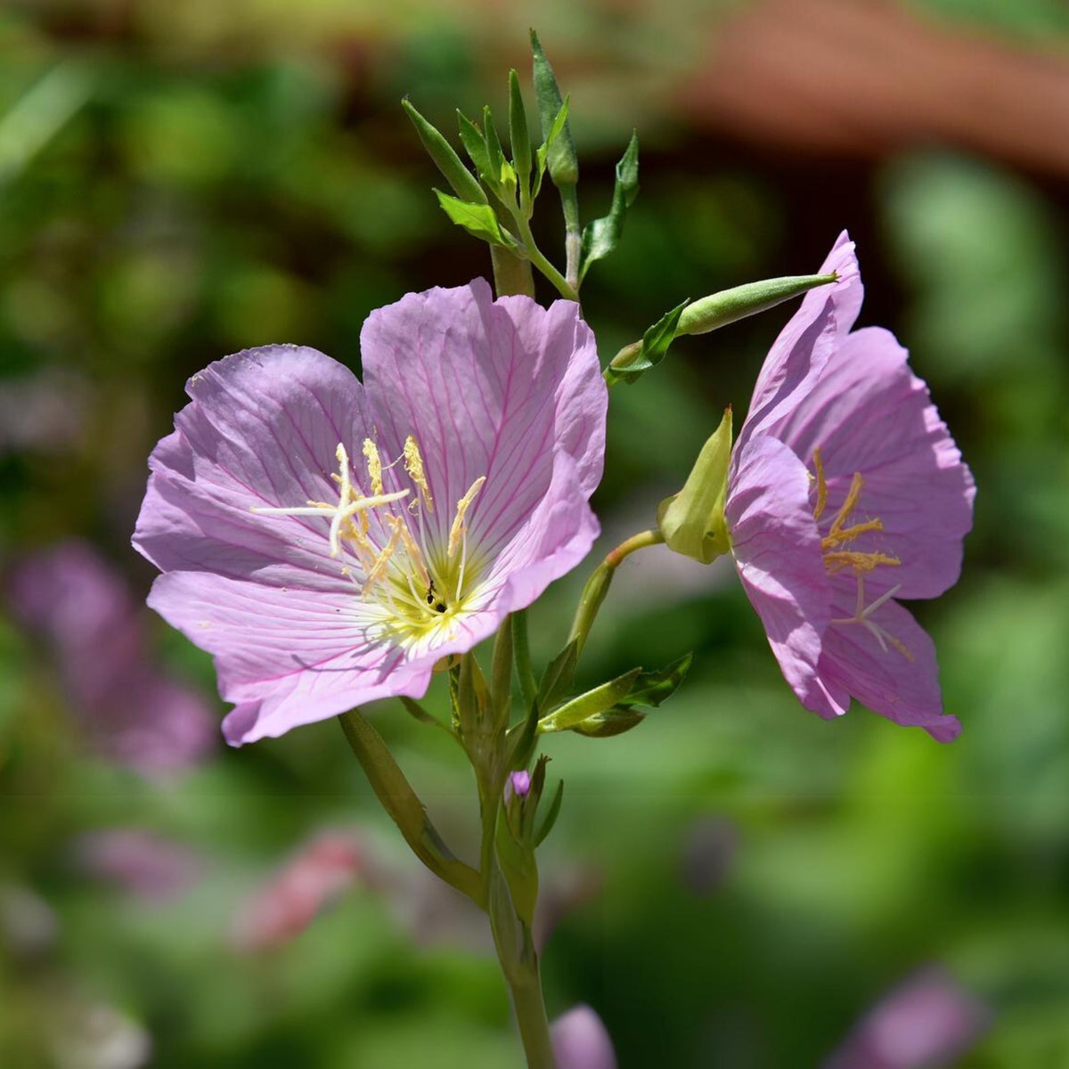 Oenothera Speciosa ‘Siskiyou’ (Evening Primrose) Seeds, 30 seeds