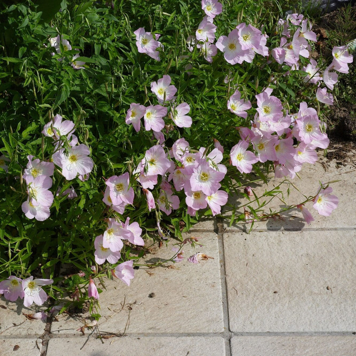 Oenothera Speciosa ‘Siskiyou’ (Evening Primrose) Seeds, 30 seeds