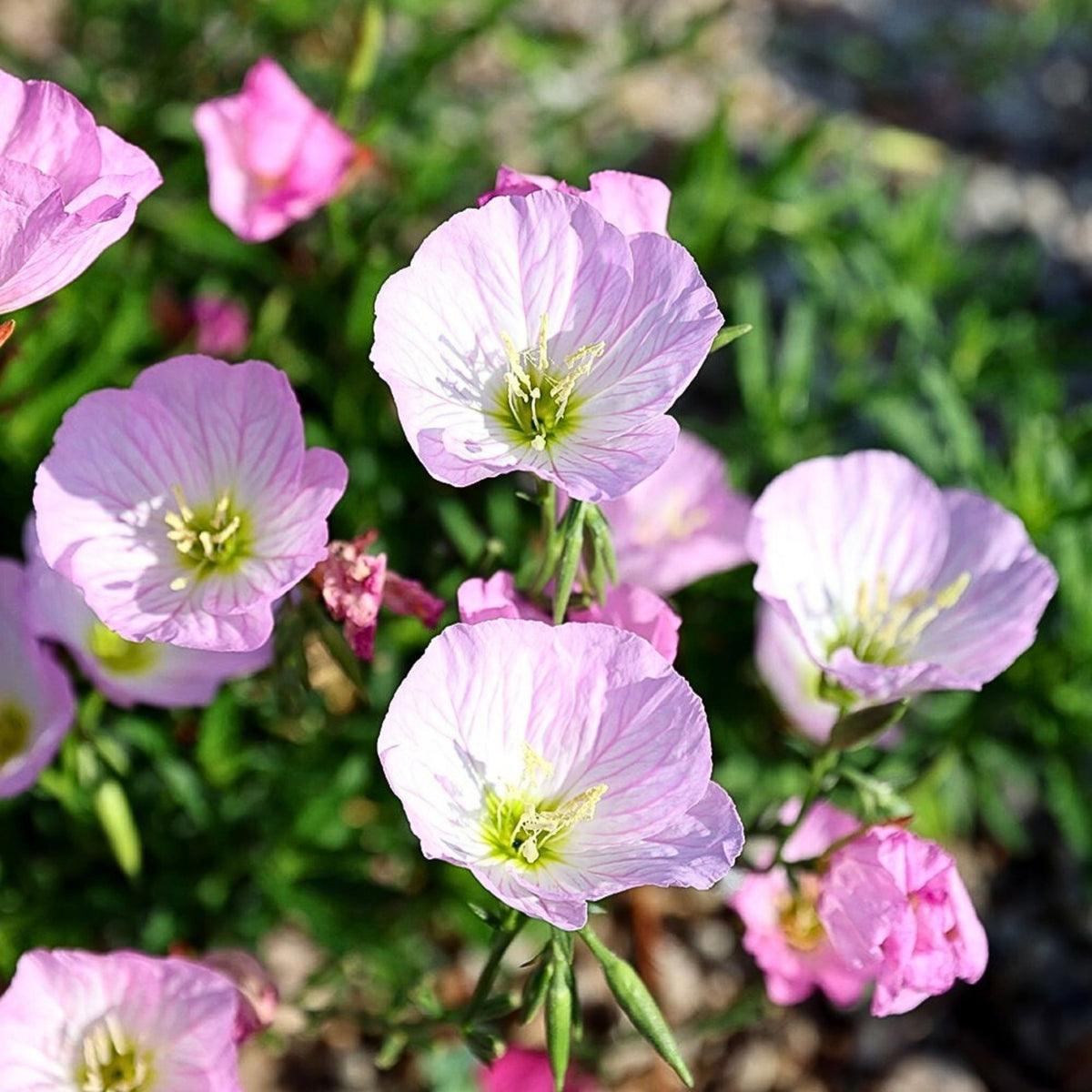 Oenothera Speciosa ‘Siskiyou’ (Evening Primrose) Seeds, 30 seeds