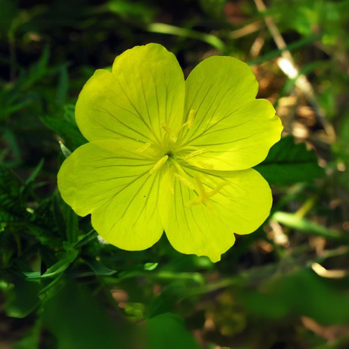 Oenothera Fruticosa (Sundrops) Seeds - Suncups, 30 seeds