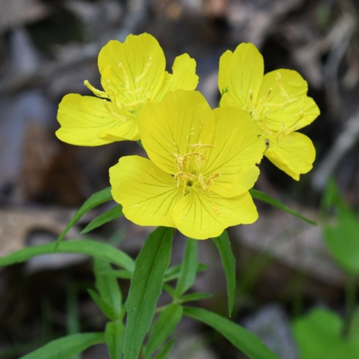 Oenothera Fruticosa (Sundrops) Seeds - Suncups, 30 seeds