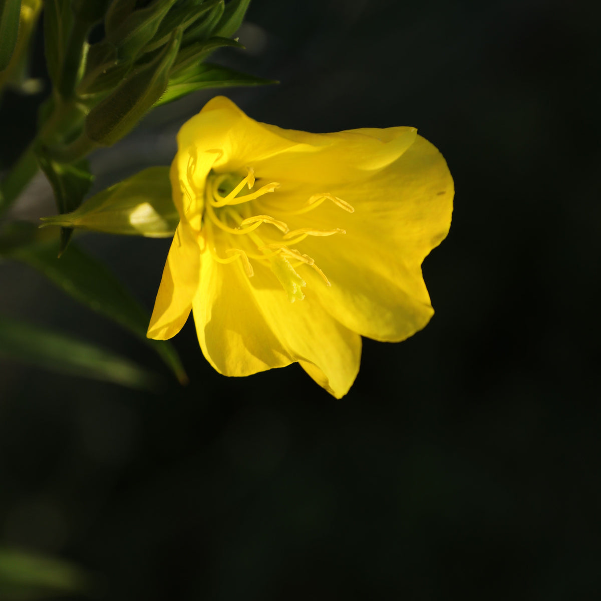 Oenothera Fruticosa (Sundrops) Seeds - Suncups, 30 seeds