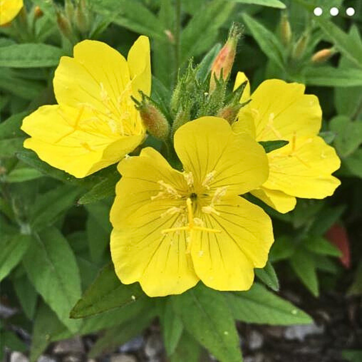 Oenothera Fruticosa (Sundrops) Seeds - Suncups, 30 seeds
