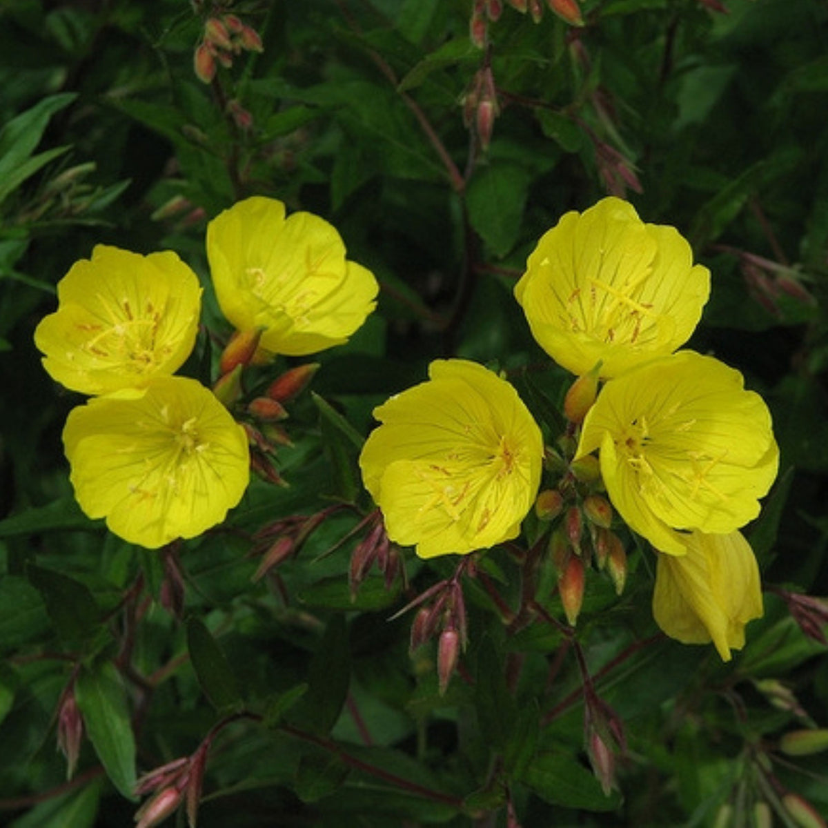 Oenothera Fruticosa (Sundrops) Seeds - Suncups, 30 seeds