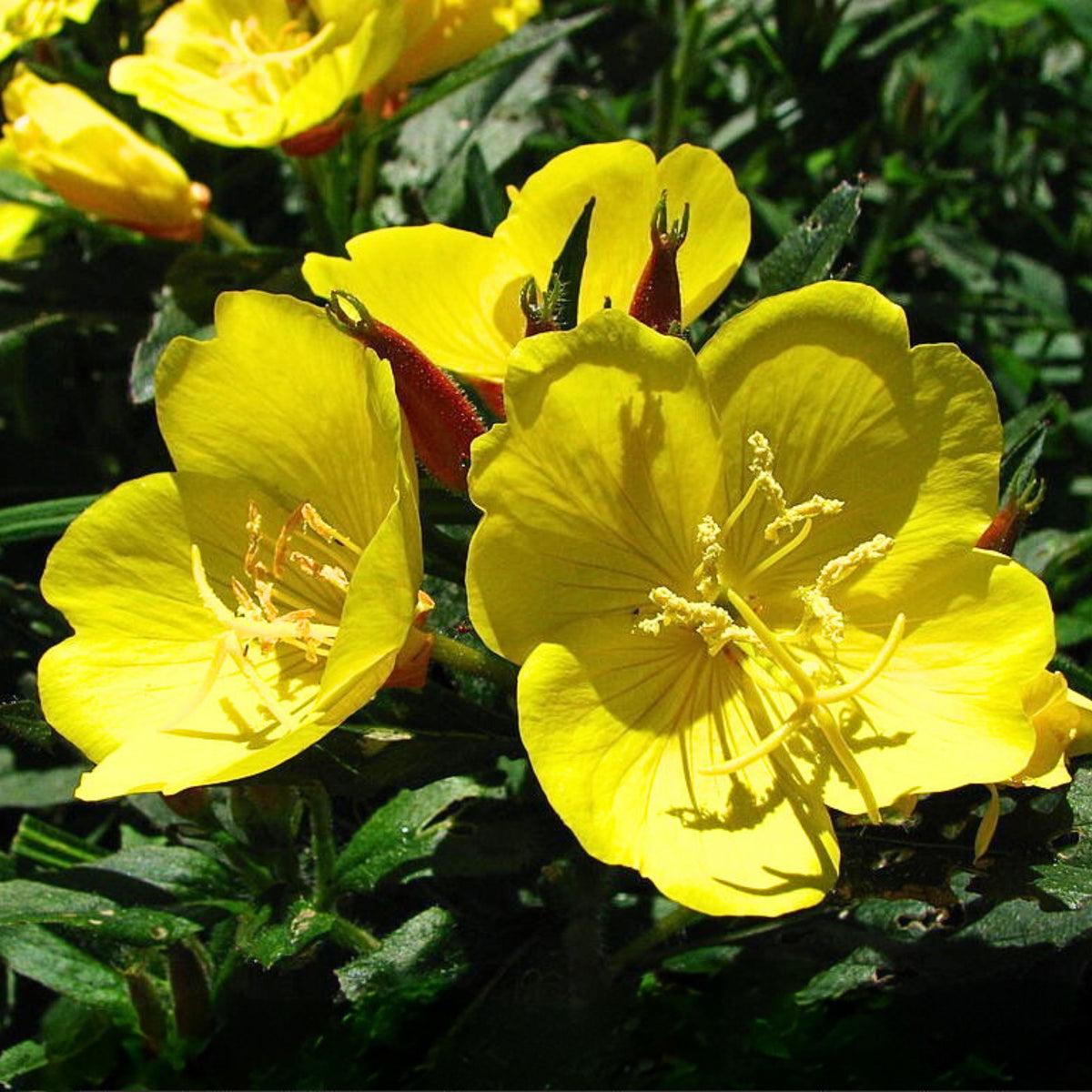 Oenothera Fruticosa (Sundrops) Seeds - Suncups, 30 seeds