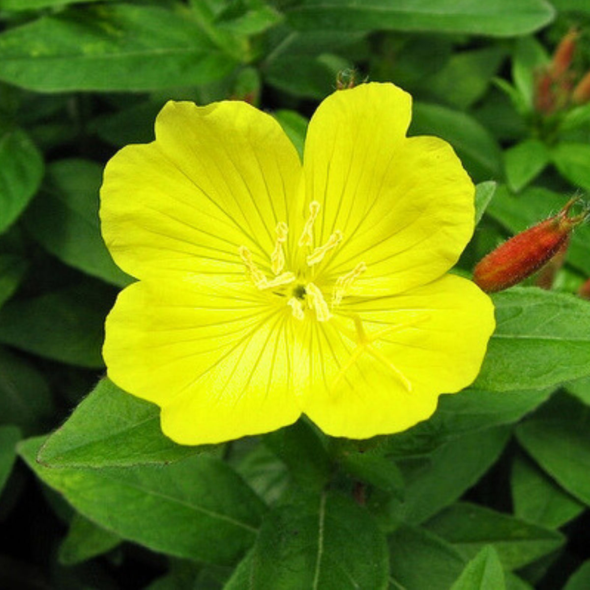 Oenothera Fruticosa (Sundrops) Seeds - Suncups, 30 seeds