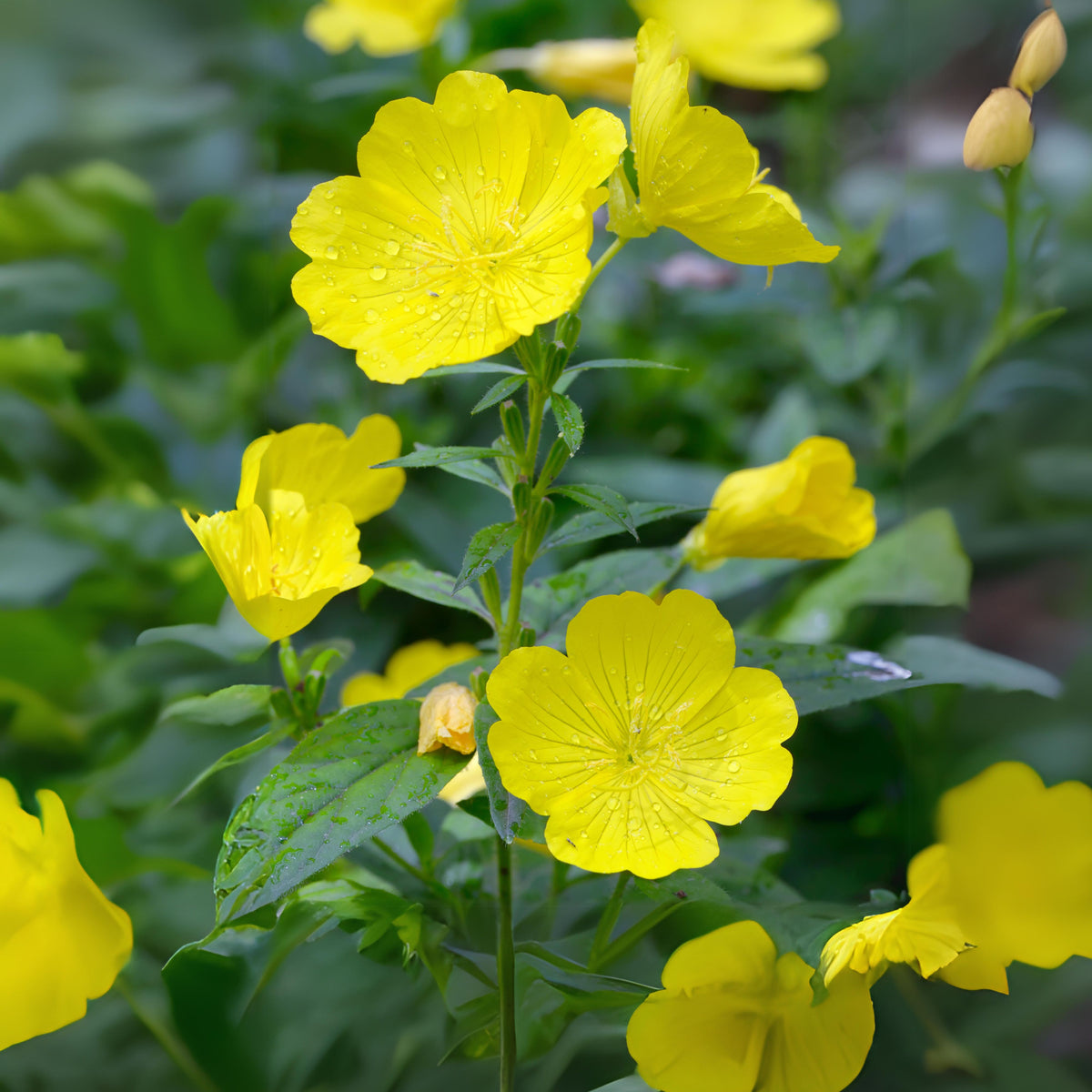Oenothera Fruticosa (Sundrops) Seeds - Suncups, 30 seeds