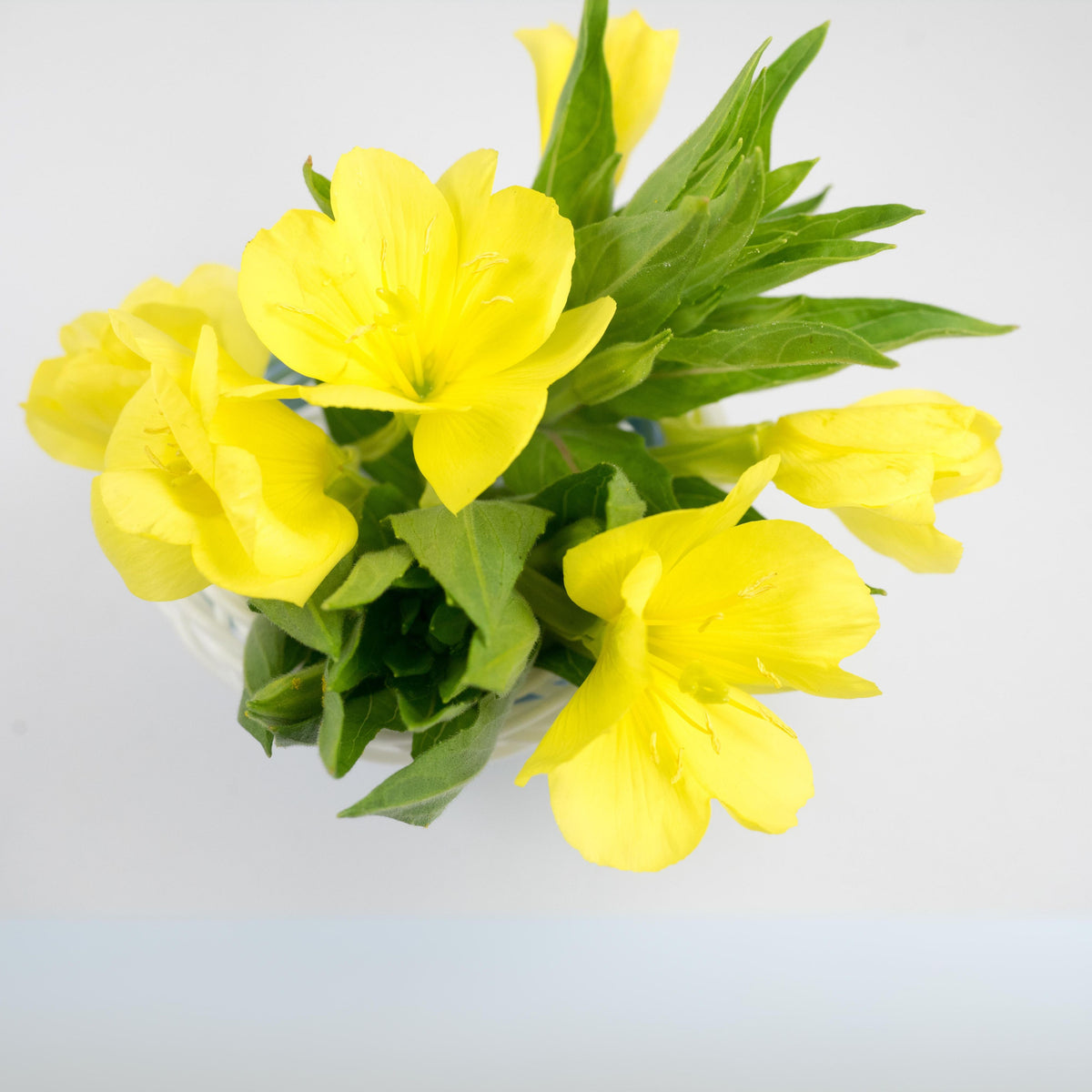 Oenothera Fruticosa (Sundrops) Seeds - Suncups, 30 seeds