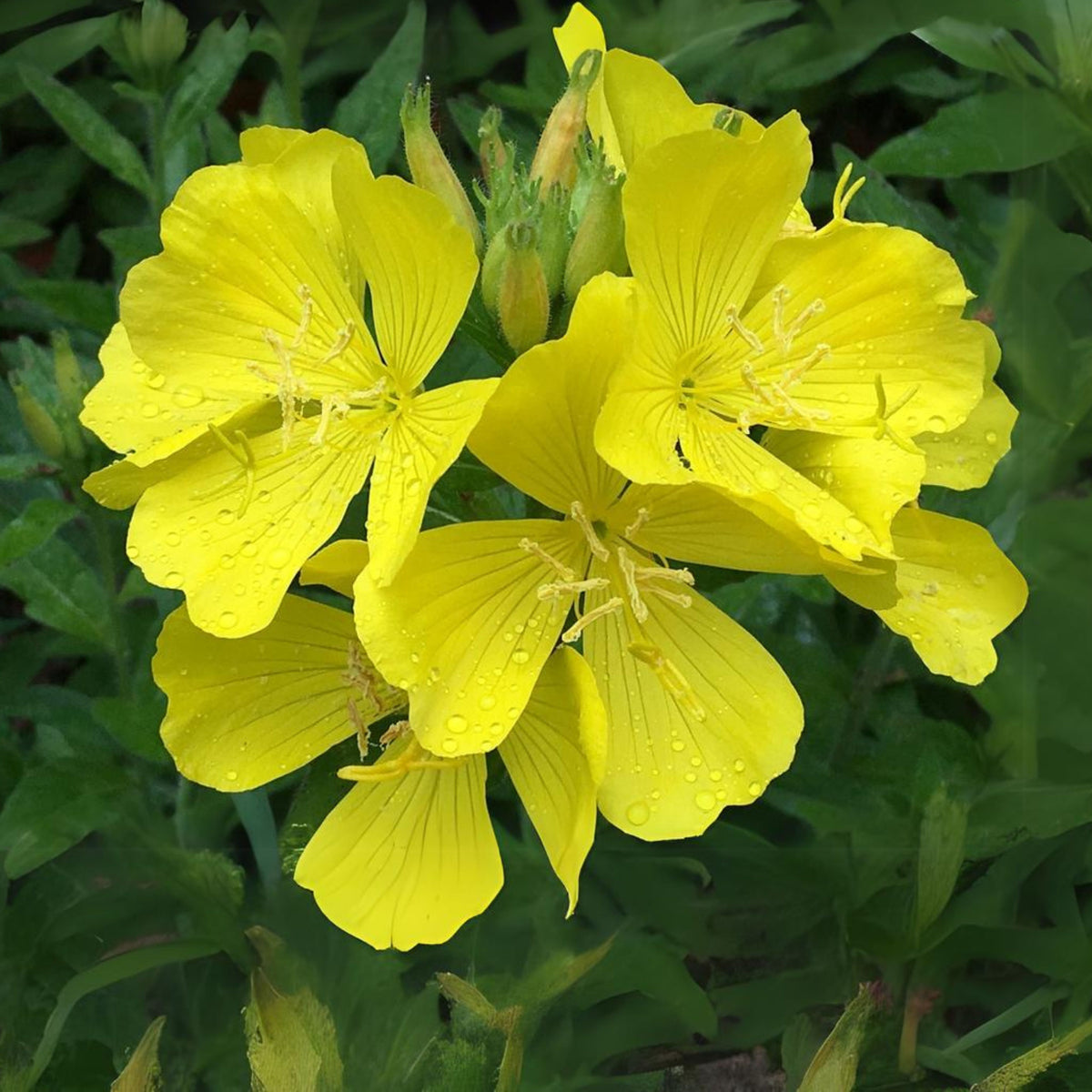 Oenothera Fruticosa (Sundrops) Seeds - Suncups, 30 seeds