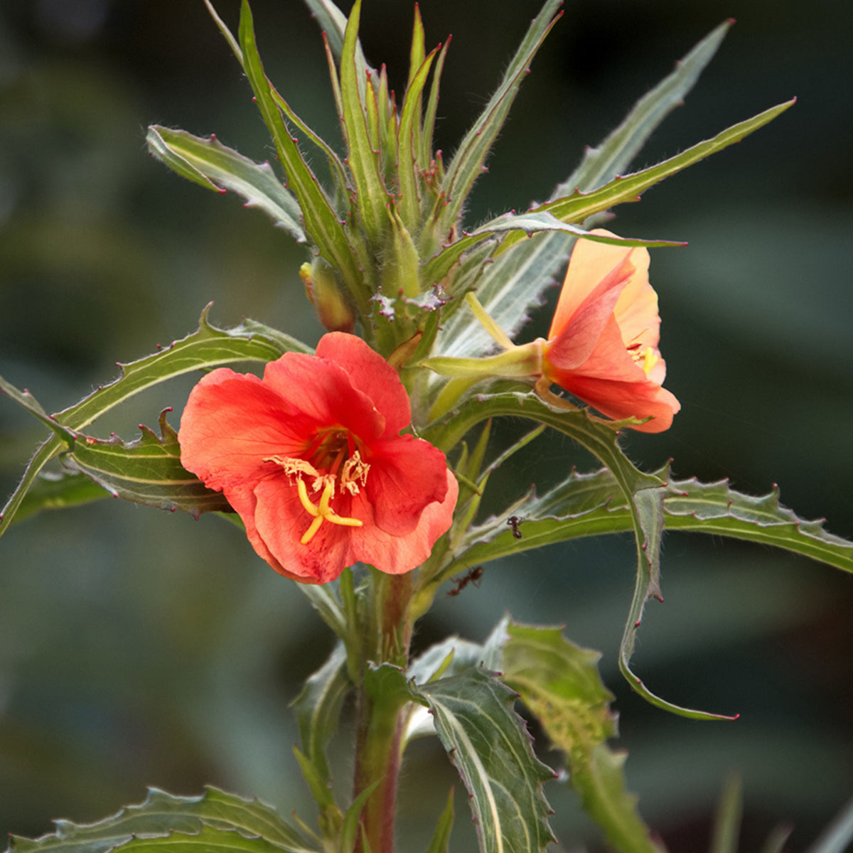 Oenothera Sunset Boulevard Seeds - Suncups, Sundrops, 30 seeds