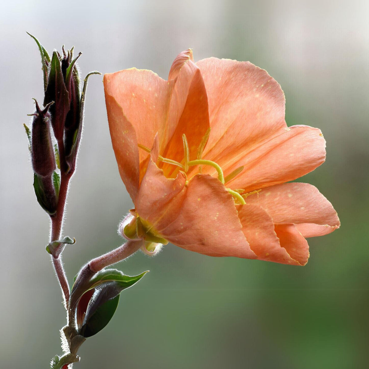 Oenothera Sunset Boulevard Seeds - Suncups, Sundrops, 30 seeds