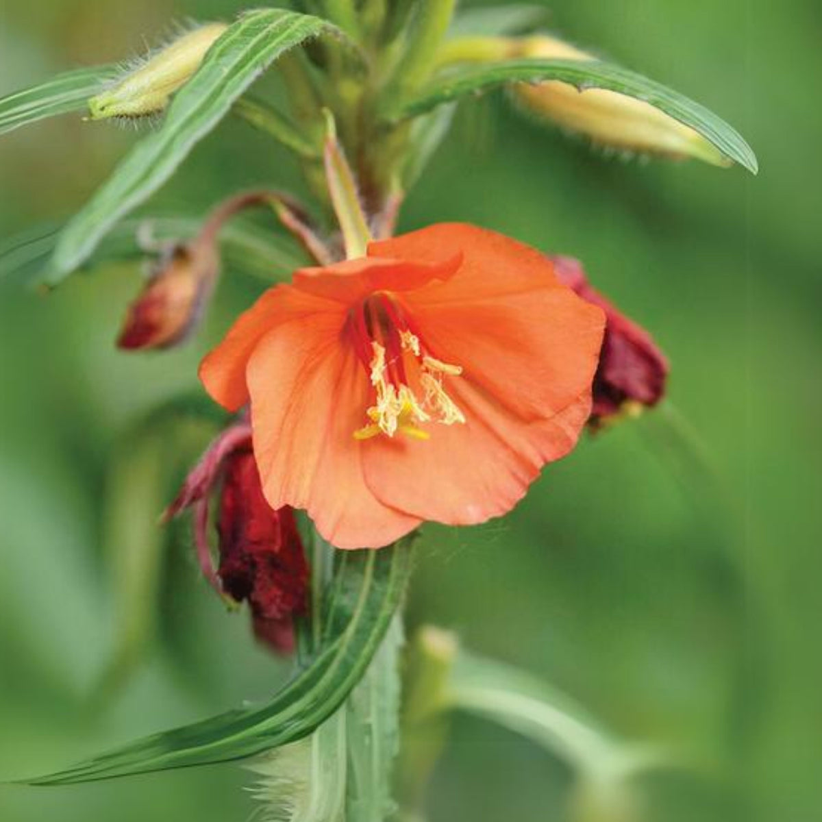 Oenothera Sunset Boulevard Seeds - Suncups, Sundrops, 30 seeds