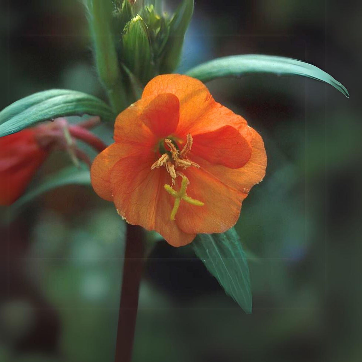 Oenothera Sunset Boulevard Seeds - Suncups, Sundrops, 30 seeds