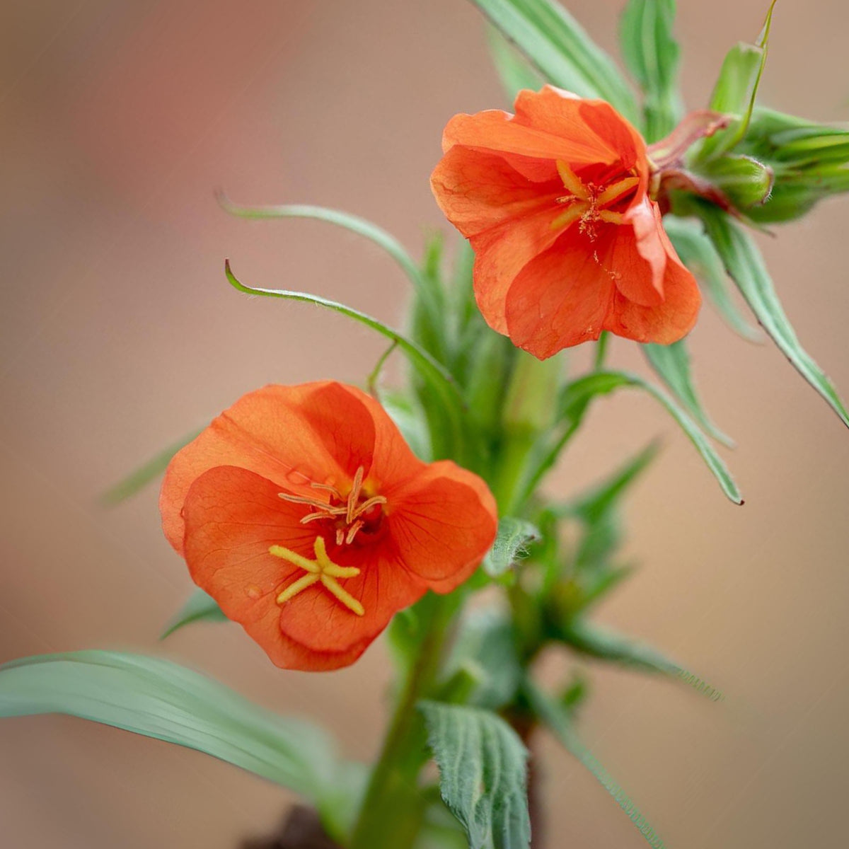 Oenothera Sunset Boulevard Seeds - Suncups, Sundrops, 30 seeds