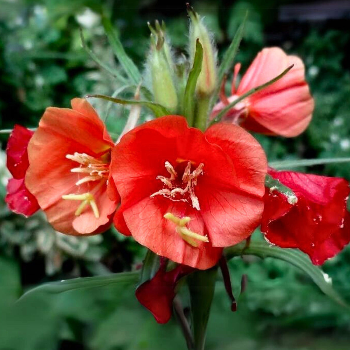 Oenothera Sunset Boulevard Seeds - Suncups, Sundrops, 30 seeds