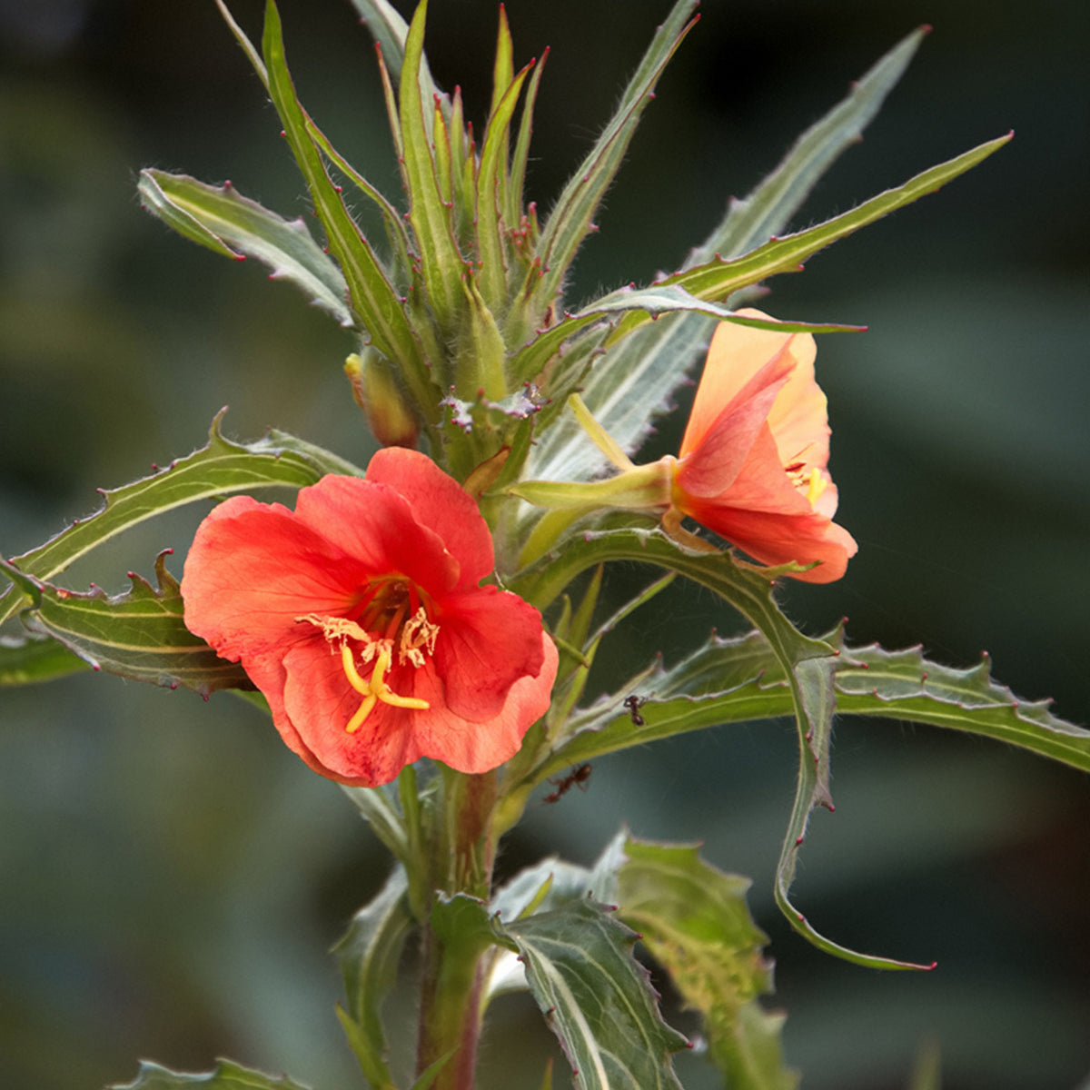 Oenothera Sunset Boulevard Seeds - Suncups, Sundrops, 30 seeds