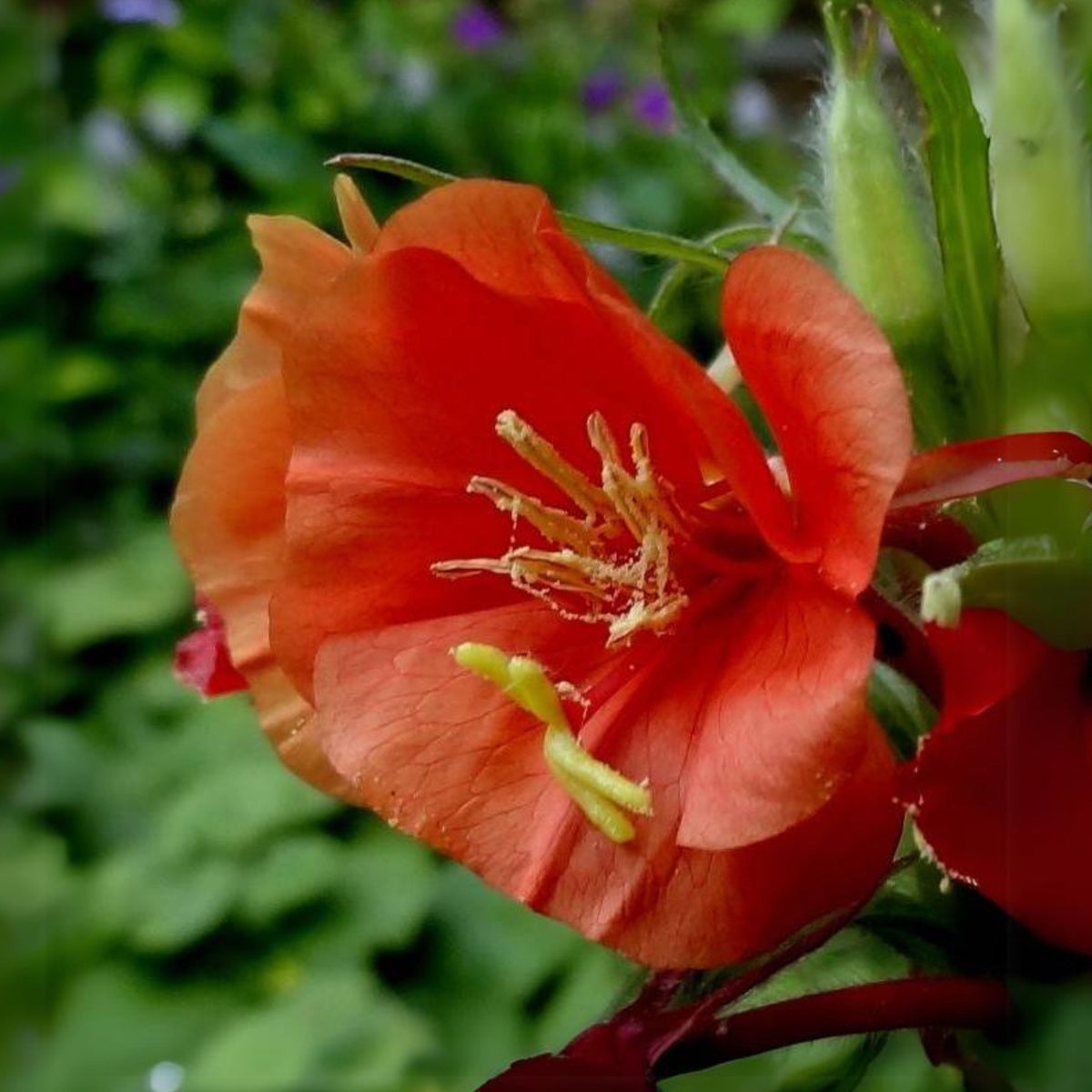 Oenothera Sunset Boulevard Seeds - Suncups, Sundrops, 30 seeds