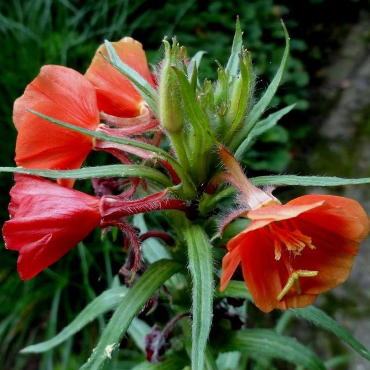 Oenothera Sunset Boulevard Seeds - Suncups, Sundrops, 30 seeds