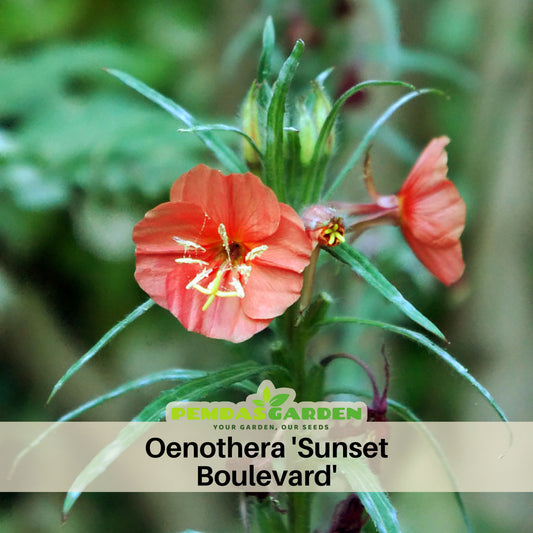 Oenothera Sunset Boulevard Seeds - Suncups, Sundrops, 30 seeds