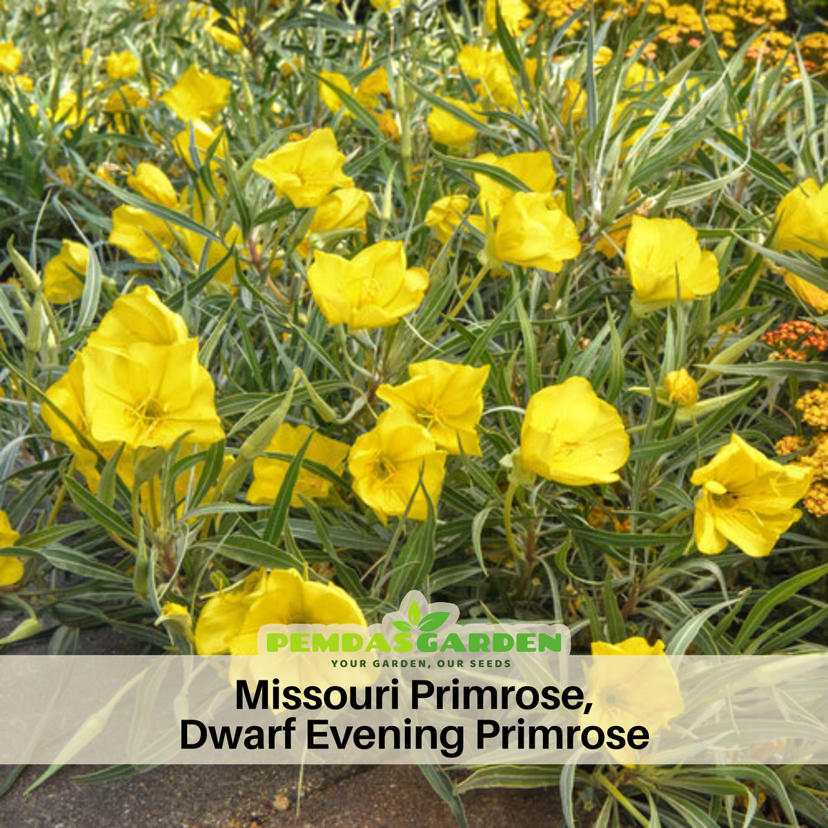 Missouri Primrose (Dwarf) Seeds - Oenothera Macrocarpa Seeds, 30 seeds