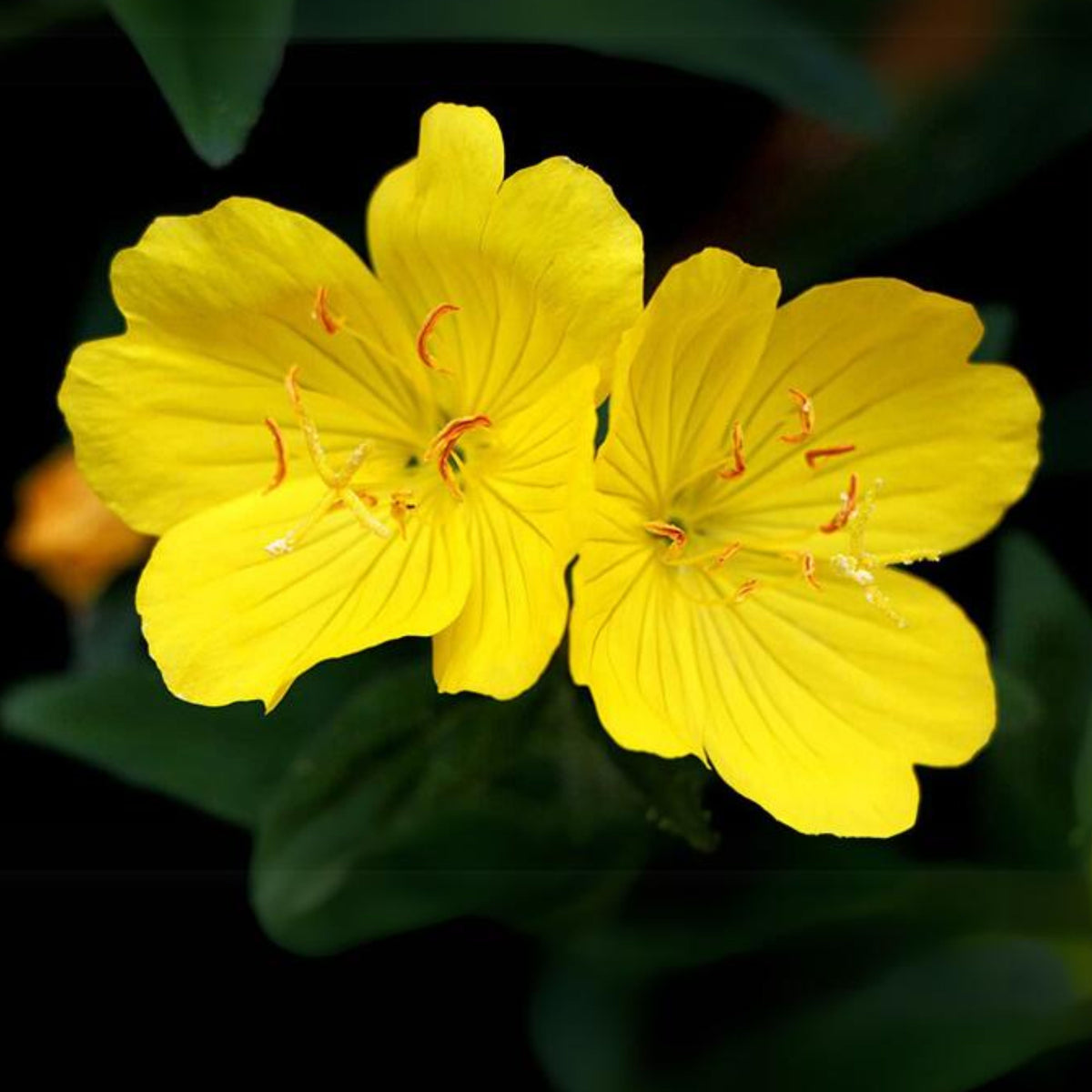 Missouri Primrose (Dwarf) Seeds - Oenothera Macrocarpa Seeds, 30 seeds