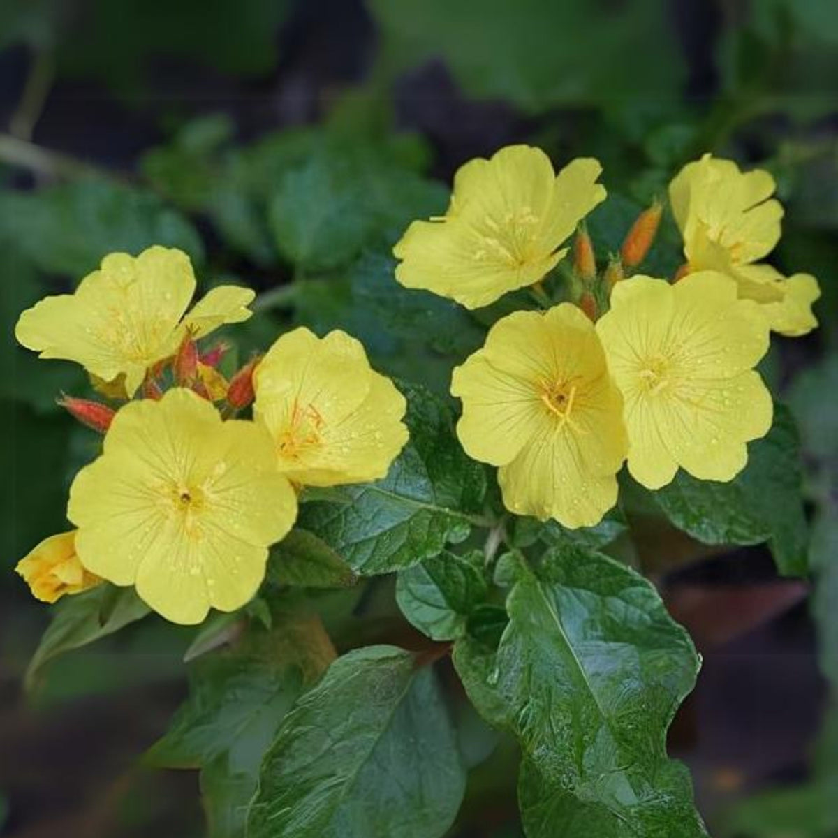 Missouri Primrose (Dwarf) Seeds - Oenothera Macrocarpa Seeds, 30 seeds