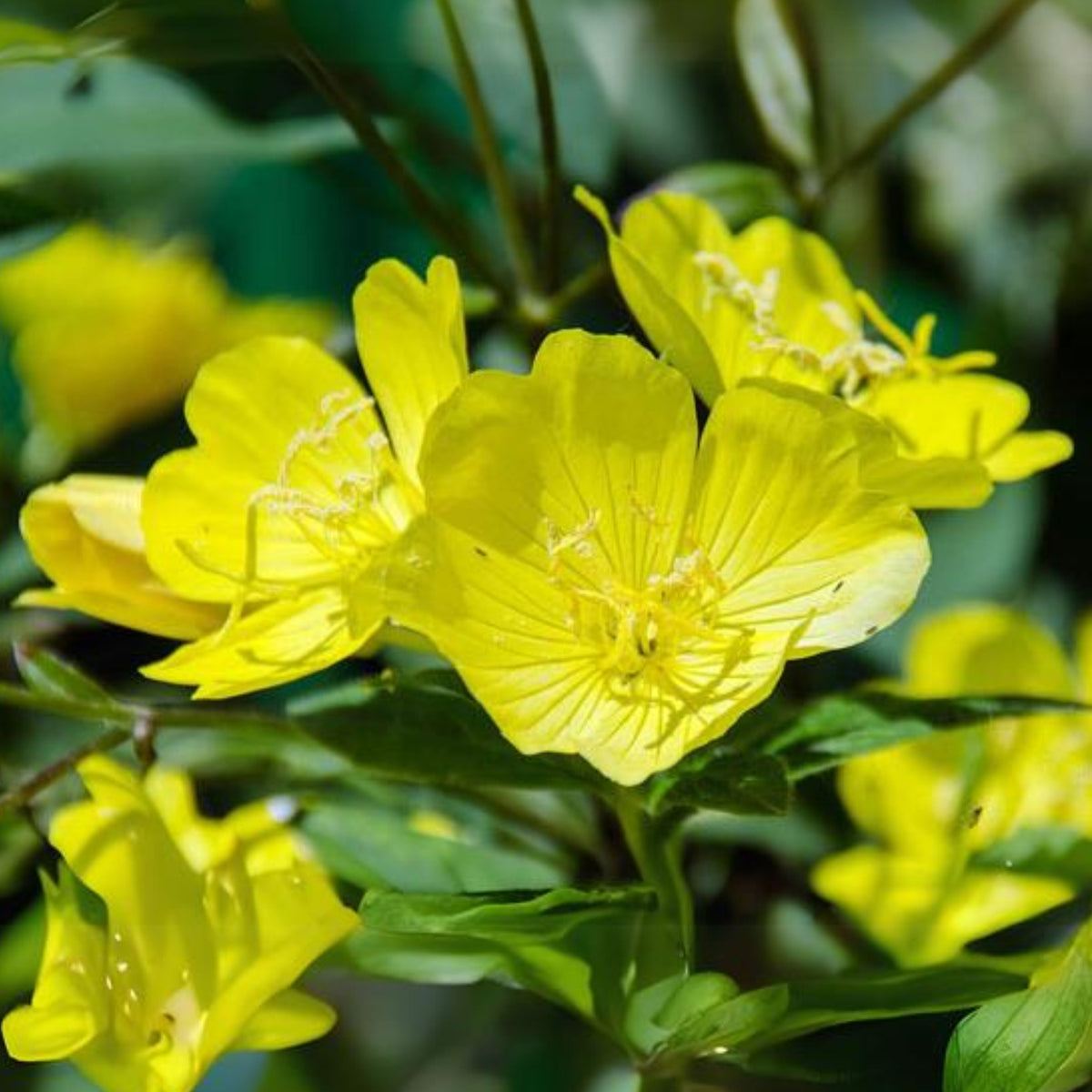 Missouri Primrose (Dwarf) Seeds - Oenothera Macrocarpa Seeds, 30 seeds