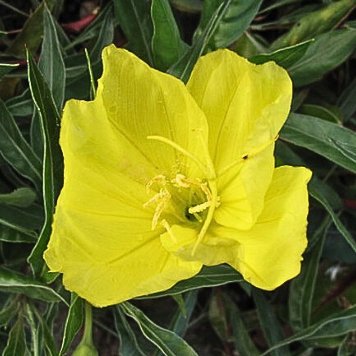 Missouri Primrose (Dwarf) Seeds - Oenothera Macrocarpa Seeds, 30 seeds