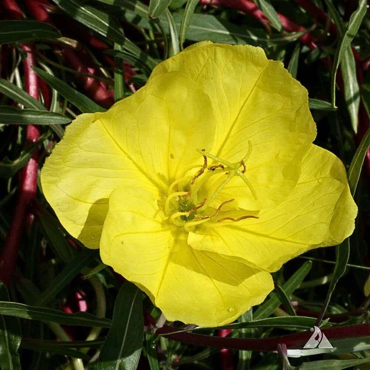 Missouri Primrose (Dwarf) Seeds - Oenothera Macrocarpa Seeds, 30 seeds