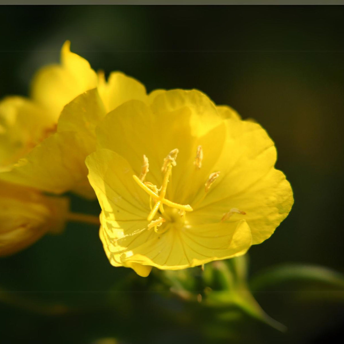 Missouri Primrose (Dwarf) Seeds - Oenothera Macrocarpa Seeds, 30 seeds