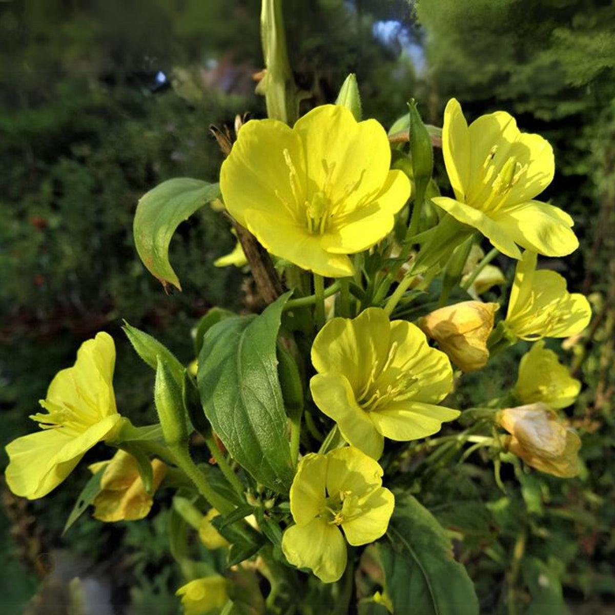 Missouri Primrose (Dwarf) Seeds - Oenothera Macrocarpa Seeds, 30 seeds
