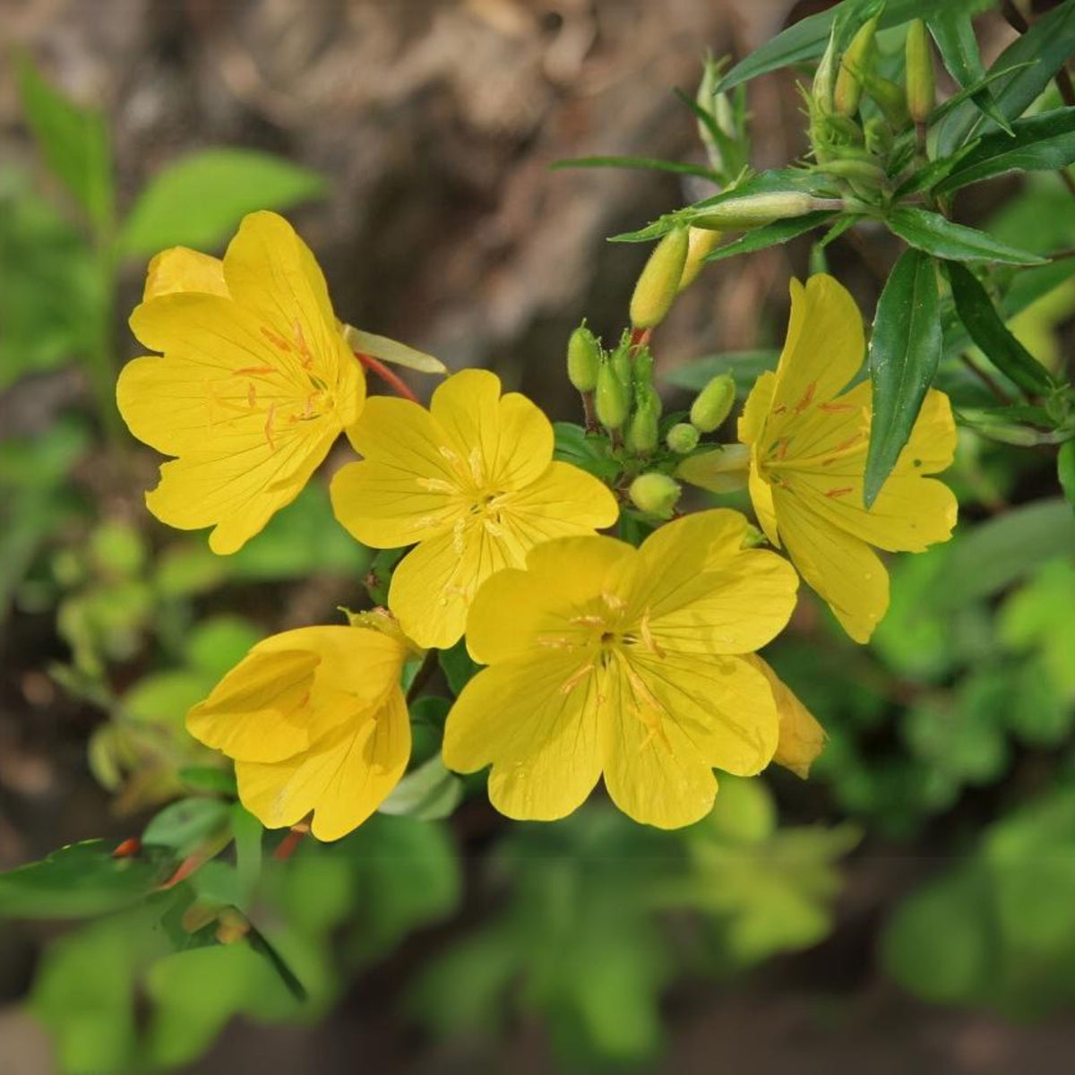 Missouri Primrose (Dwarf) Seeds - Oenothera Macrocarpa Seeds, 30 seeds