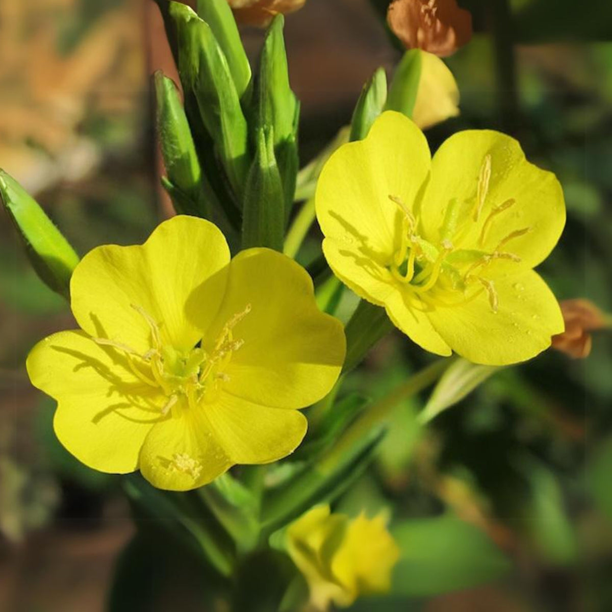 Missouri Primrose (Dwarf) Seeds - Oenothera Macrocarpa Seeds, 30 seeds