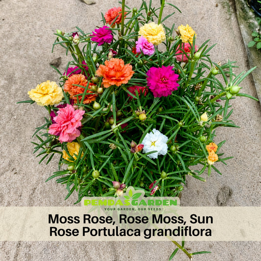 Portulaca Grandiflora Seeds - Moss Rose Seeds, 30 seeds