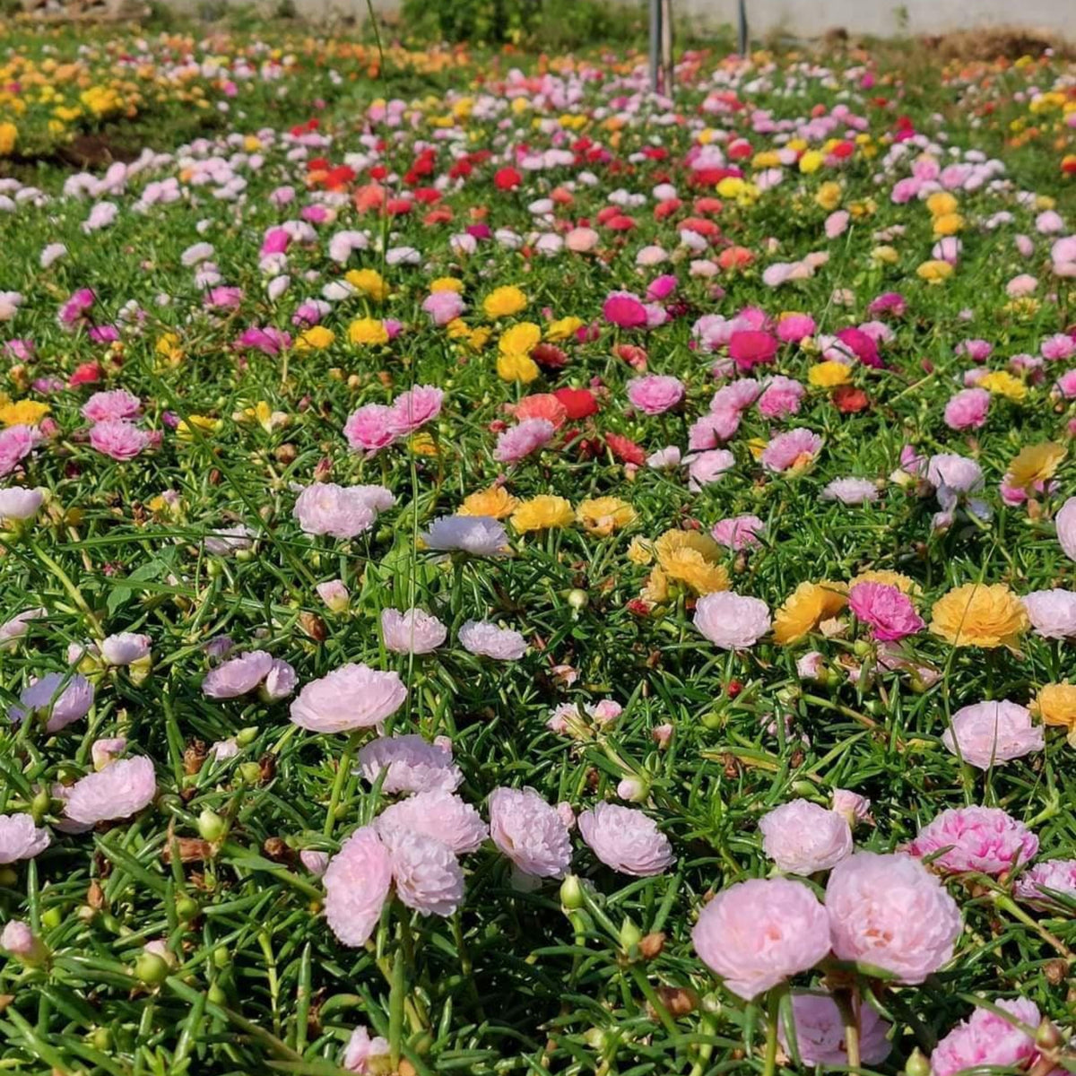 Portulaca Grandiflora Seeds - Moss Rose Seeds, 30 seeds