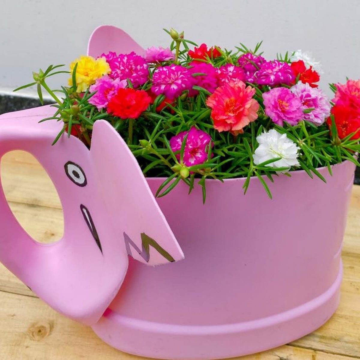 Portulaca Grandiflora Seeds - Moss Rose Seeds, 30 seeds