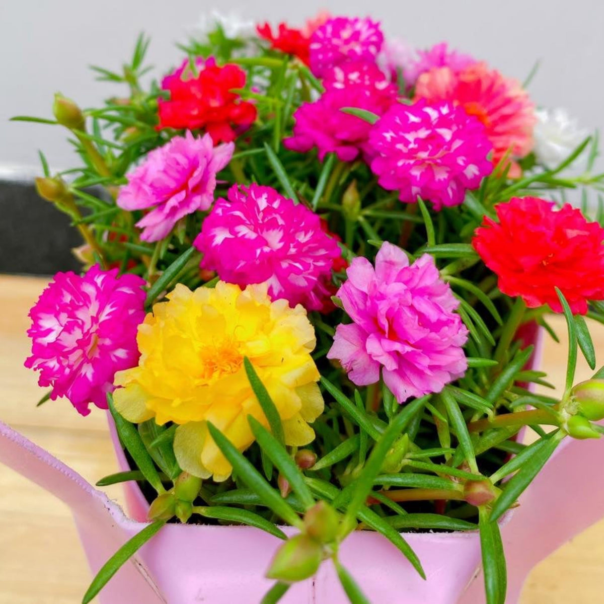 Portulaca Grandiflora Seeds - Moss Rose Seeds, 30 seeds