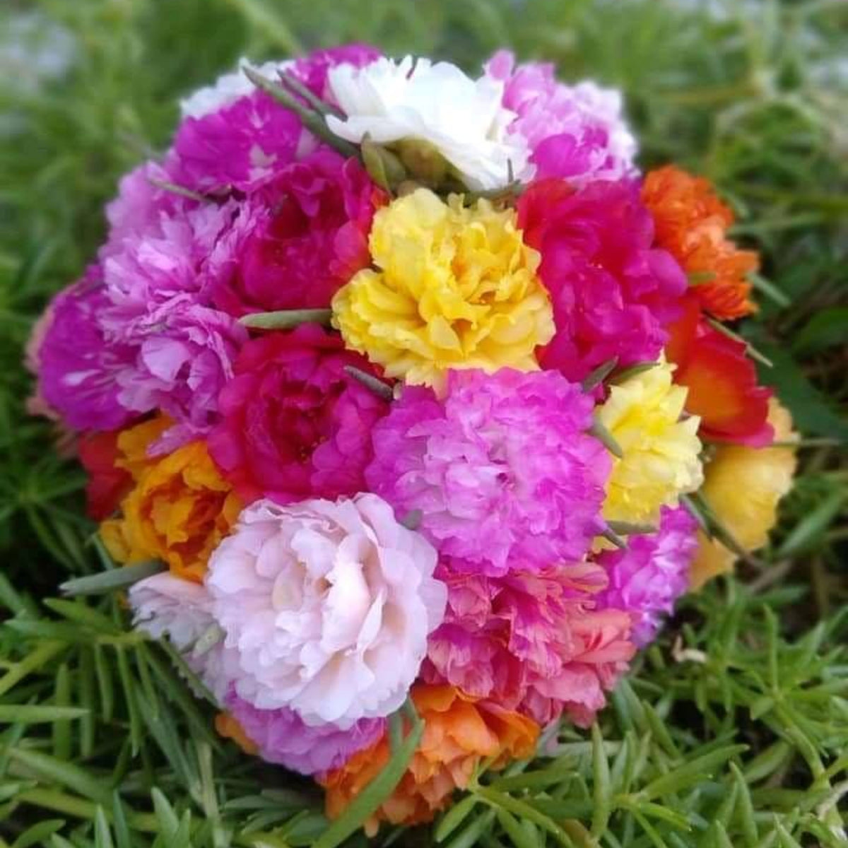Portulaca Grandiflora Seeds - Moss Rose Seeds, 30 seeds
