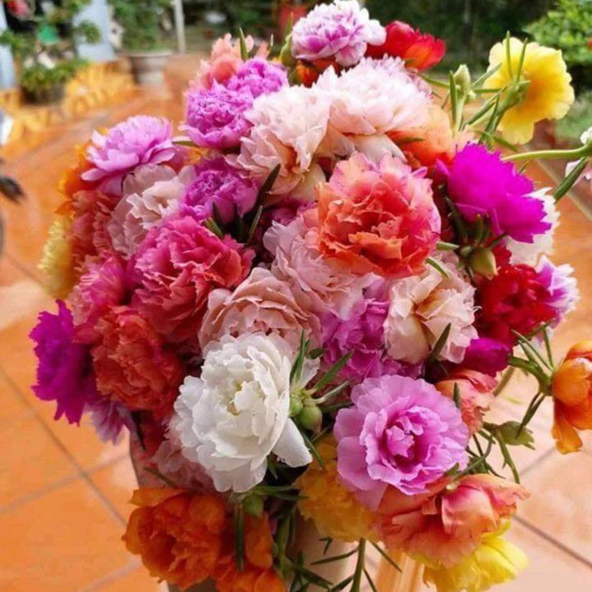 Portulaca Grandiflora Seeds - Moss Rose Seeds, 30 seeds
