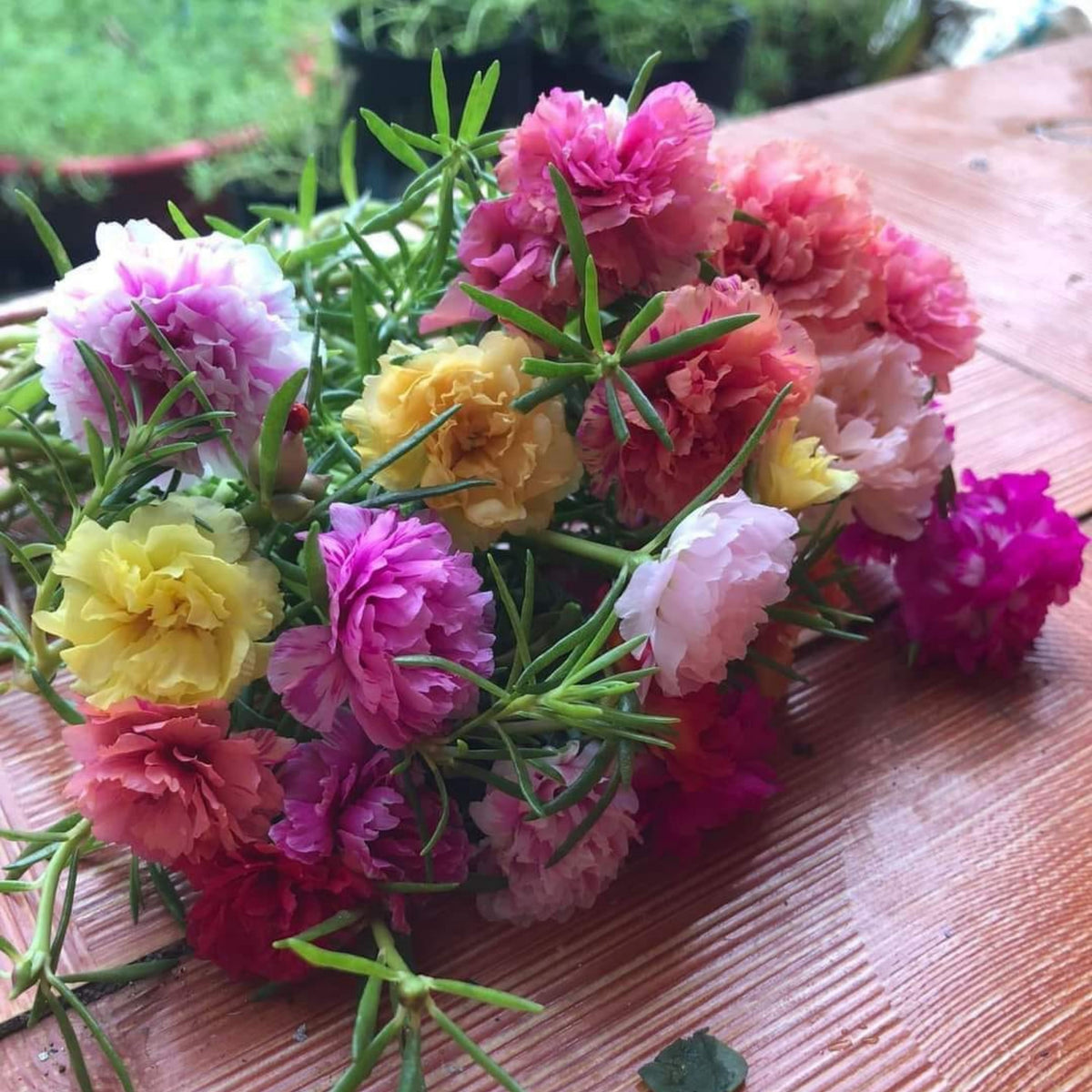 Portulaca Grandiflora Seeds - Moss Rose Seeds, 30 seeds
