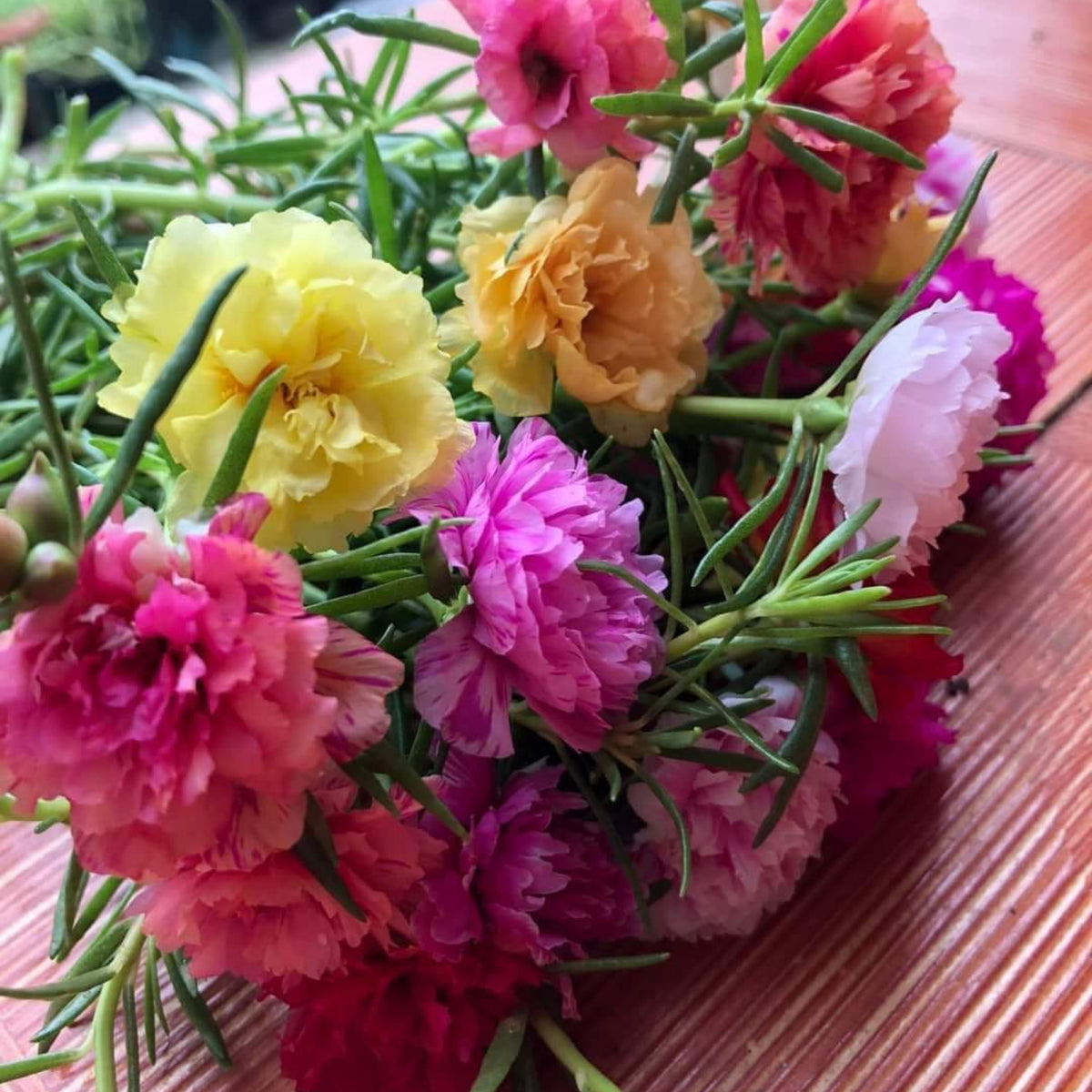 Portulaca Grandiflora Seeds - Moss Rose Seeds, 30 seeds