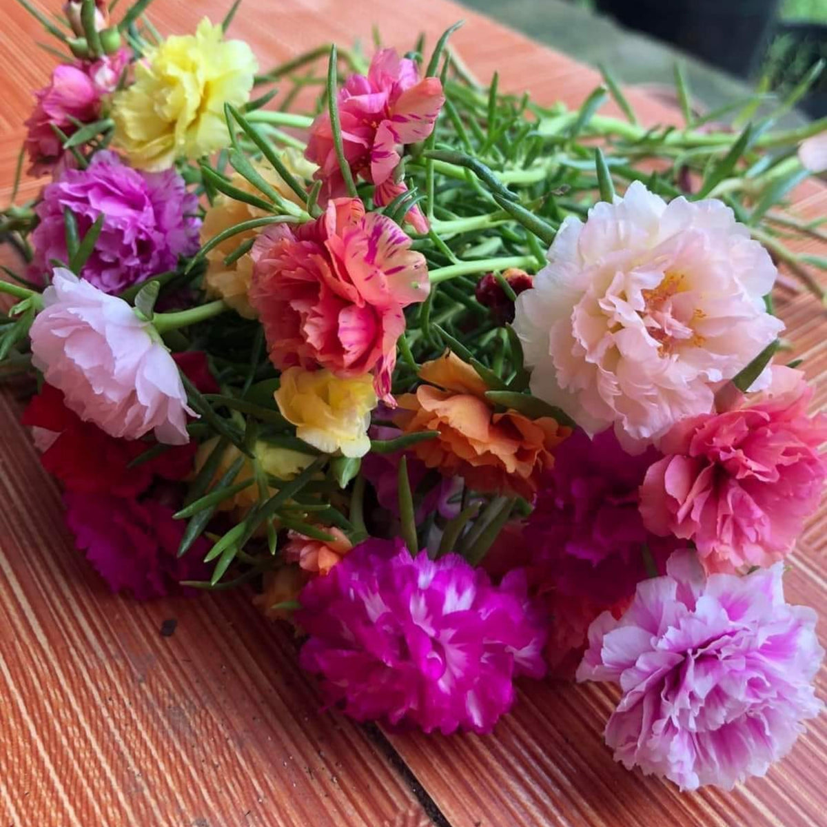 Portulaca Grandiflora Seeds - Moss Rose Seeds, 30 seeds