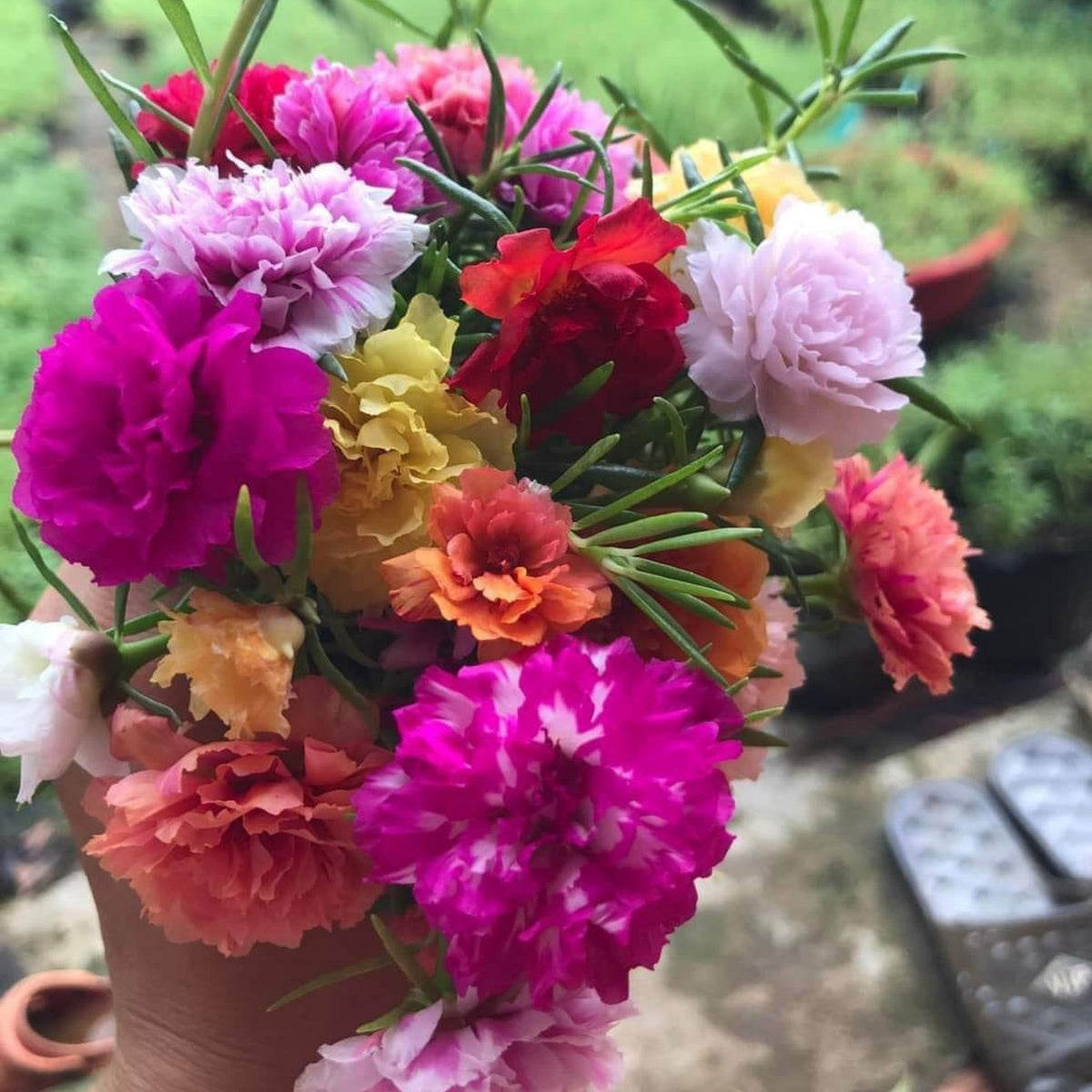 Portulaca Grandiflora Seeds - Moss Rose Seeds, 30 seeds