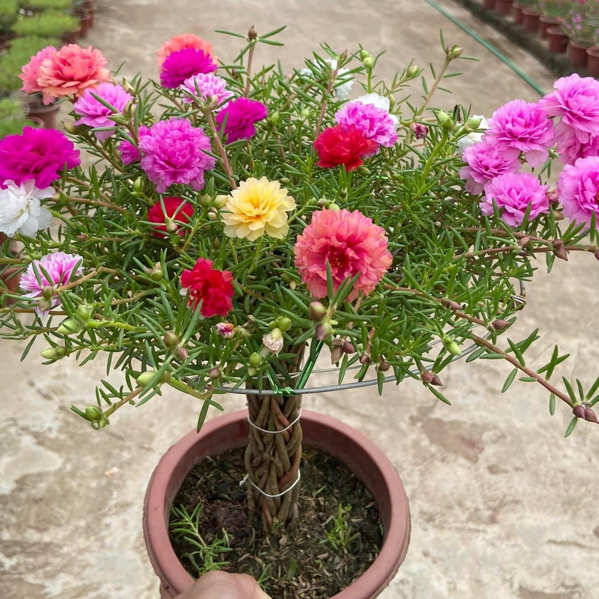 Portulaca Grandiflora Seeds - Moss Rose Seeds, 30 seeds
