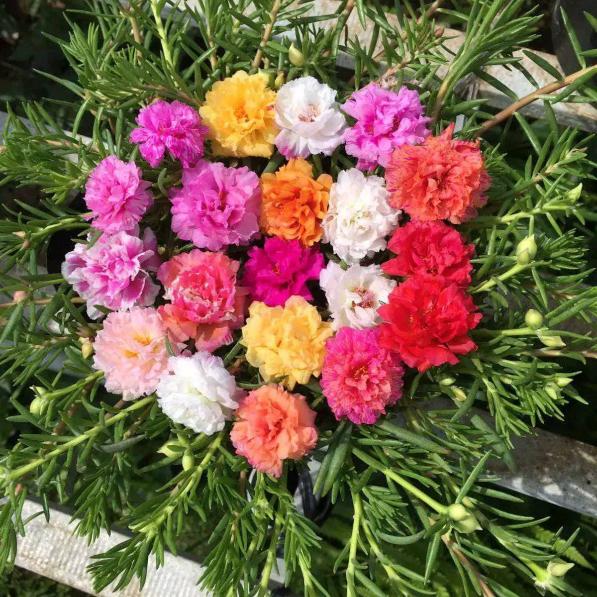 Portulaca Grandiflora Seeds - Moss Rose Seeds, 30 seeds